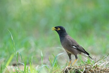 Mynas live naturally in Thailand.
