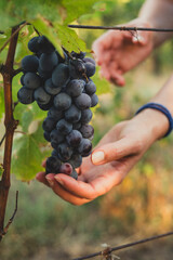 A woman's hands holding a bunch of juicy, dark grapes,  ready for harvest, in a vineyard