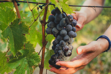 A woman's hands holding a bunch of juicy, dark grapes,  ready for harvest, in a vineyard