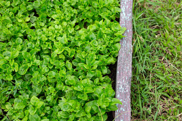 Brazilian spinach, fresh green leaves