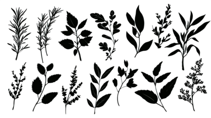 A collection of various plant leaves arranged in an artistic manner, showcasing unique shapes and textures.