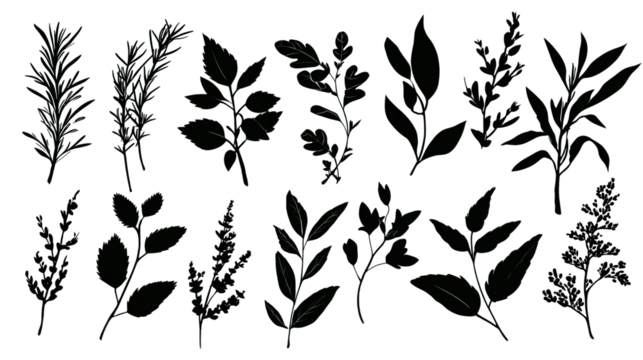 A collection of various plant leaves arranged in an artistic manner, showcasing unique shapes and textures.