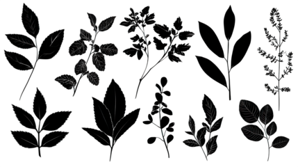 A collection of various leaf designs showcasing different shapes and sizes, emphasizing their natural beauty and diversity.