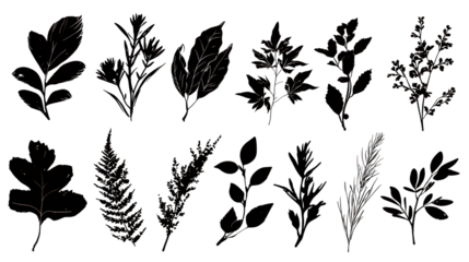 A collection of various leaves, showcasing different shapes and textures arranged in an artistic manner.