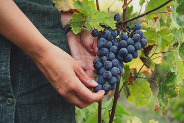 A woman's hands holding a bunch of juicy, dark grapes,  ready for harvest, in a vineyard