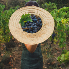 A woman holding  a straw hat filled with freshly picked grapes in a vineyard