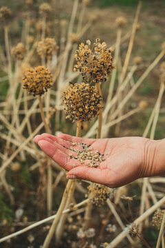Close-up of a hand holding onion seeds with dried allium flowers in the background