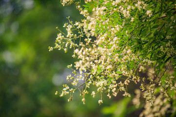 Green vegetation, fruits, and flowers from nature, with a background of plant greening and virtualization