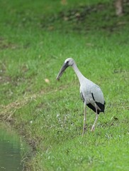 Fototapeta premium The open-billed bird lives naturally in Thailand.