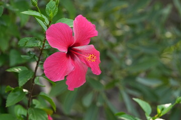 Pink hibiscus flower on green leaves background © nopwaratch
