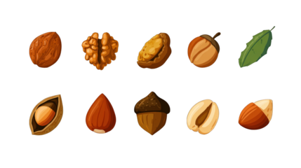 A collection of various nuts and a leaf, showcasing their unique shapes and textures in a stylized illustration.
