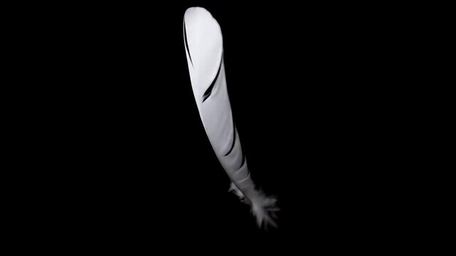 White feather with soft downy texture isolated on black background natural light delicate lightweight material