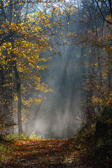 Sonnenstrahlen im Wald, B&auml;ume mit Herbst Nebel