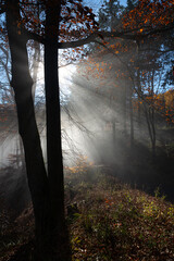 Sonnenstrahlen im Wald, B&auml;ume mit Herbst Nebel