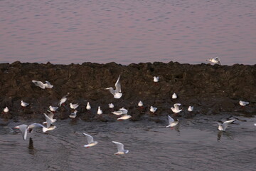 black-headed gull
