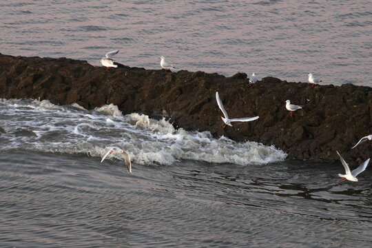 black-headed gull - Powered by Adobe