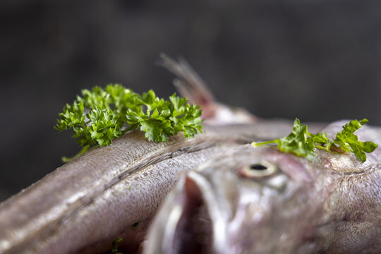 Fresh European hake fish on wooden board with parsley, Raw uncooked Merluccius merluccius close-up