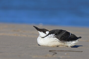 guillemot