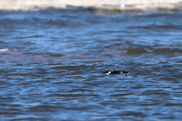 Fototapeta premium murre