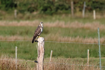 buzzard