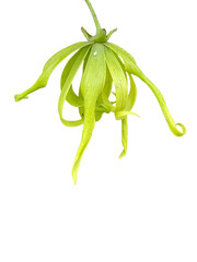 fresh green beans, Cananga odorata (Lam.) Hook. f. & Th. var. fruticosum (Craib) J. Sinclair., Ka-dung-nga-song-kla, Dwarf Ylang-Ylang, Flowers, leaves, yellow, green, png