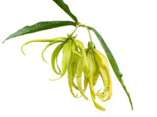 green plant isolated on white background, Cananga odorata (Lam.) Hook. f. & Th. var. fruticosum (Craib) J. Sinclair., Ka-dung-nga-song-kla, Dwarf Ylang-Ylang, Flowers, leaves, blooming flowers, png