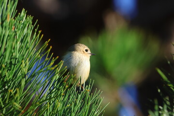 goldcrest