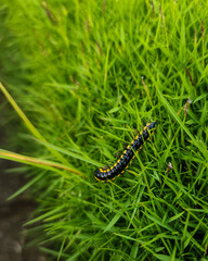 Close-up of a black and yellow millipede crawling on green grass. 