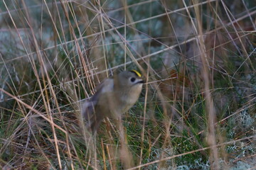 goldcrest