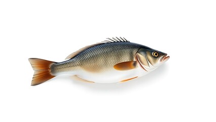 Single fresh sea bass fish isolated, food photography on white background.