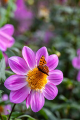 ピンク色のダリアの花で吸蜜するキタテハ