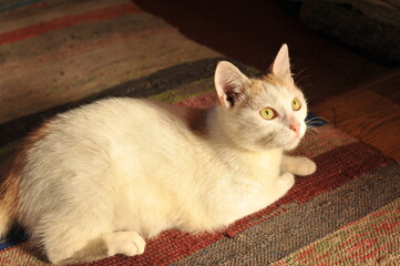 A white cat is playing with a ball of thread on the floor.
