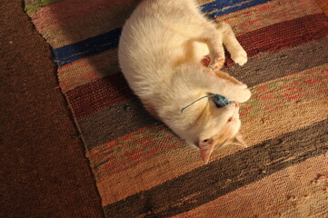 A white cat is playing with a ball of thread on the floor.
