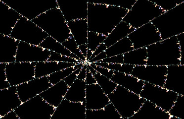 蜘蛛の巣のライト