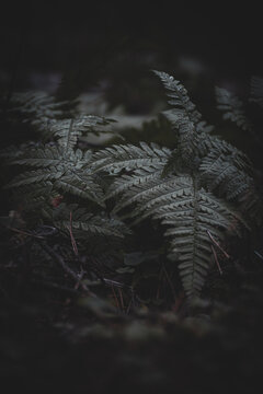 fern in the dark