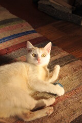 A white cat is playing with a ball of thread on the floor.
