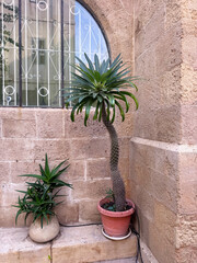 Two contrasting potted desert plants, a tall Madagascar palm and an agave, stand against a rough, historic stone wall with an arched window in an urban setting. Drip irrigation via rubber tubing