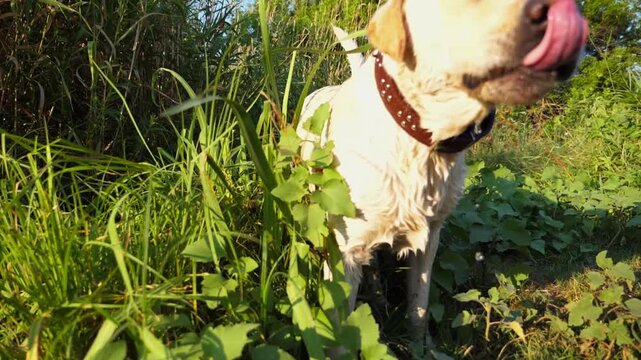 Funny wet dog breed labrador shaking off water from his fur after playing at lake. Happy golden retriever fling off aqua from his furry after swimming in pond at summer day. Slow motion