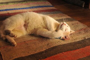 A white cat is playing with a ball of thread on the floor.

