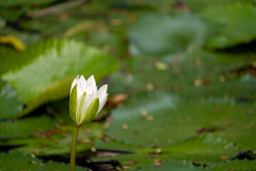 Vibrant white water lily (Nymphaea pubescens) flower blooming in a tranquil pond among green lily pads, capturing the beauty of nature and tropical flora. Blurred photo