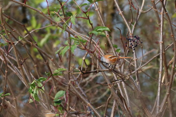 bearded reedling