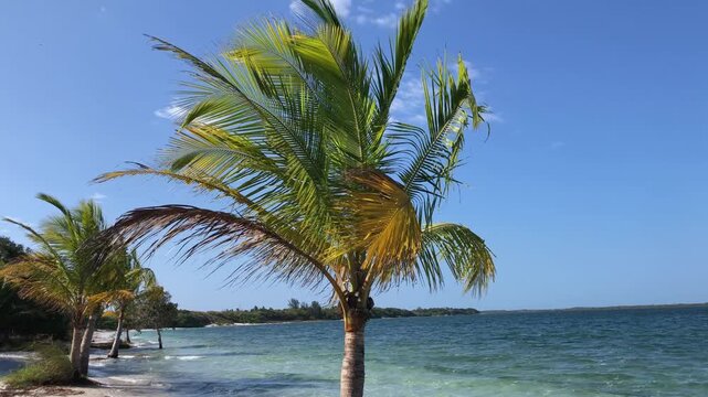 Coconut palm next to the transparent waters of a stunning northeastern Brazilian lagoon.