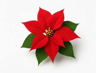 Isolated red poinsettia flower on a clean white background. Bright Christmas plant with vivid red leaves and green foliage. Perfect for holiday design, decor, cards and winter themes
