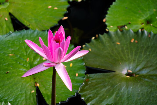 Vibrant pink water lily (Nymphaea pubescens) flower blooming in a tranquil pond among green lily pads, capturing the beauty of nature and tropical flora. - Powered by Adobe