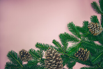 Holiday Fir Branches and Pine Cones on Pink Background with Copy Space