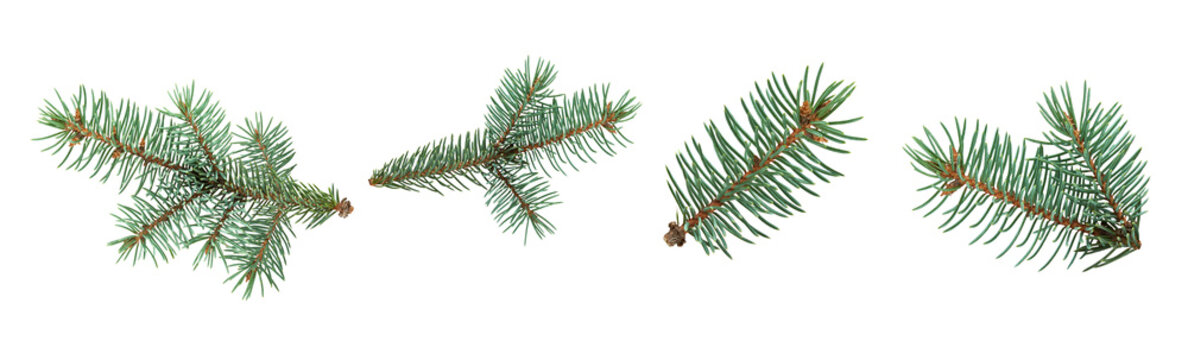 Set of isolated green fir tree branches on a transparent background. Natural evergreen spruce twigs for Christmas decoration, winter design, and festive compositions. PNG file.