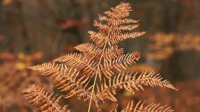 Bracken fern leaf in autumn