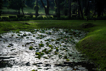 Serene pond filled with vibrant pink and white water lilies and lush green lily pads, creating a peaceful natural oasis at Taman Langsat, Kebayoran Baru, Jakarta.