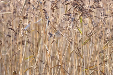 bearded reedling