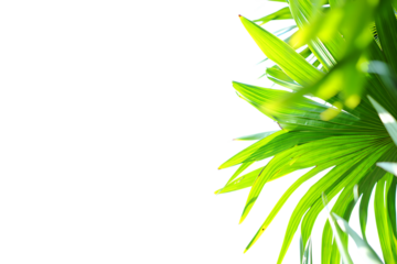 3d icon of closeup of vibrant green palm leaves against a bright transparent background, suggesting nature and freshness
